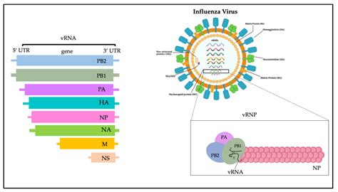 Microbiology Research | Free Full-Text | Avian Influenza: Could the ...