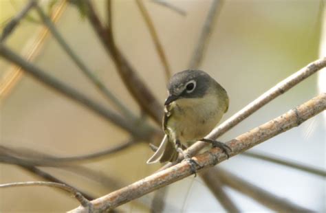 ML450458641 Blue-headed Vireo Macaulay Library