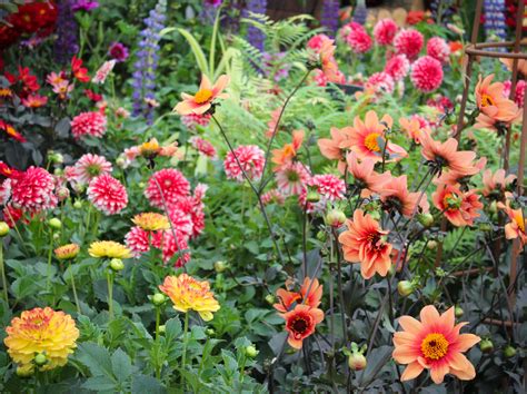 How to plant and grow Dahlias - Seed Pantry Blog