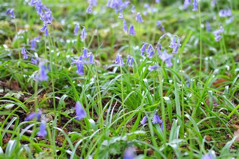 How to Grow Bluebells - BBC Gardeners World Magazine