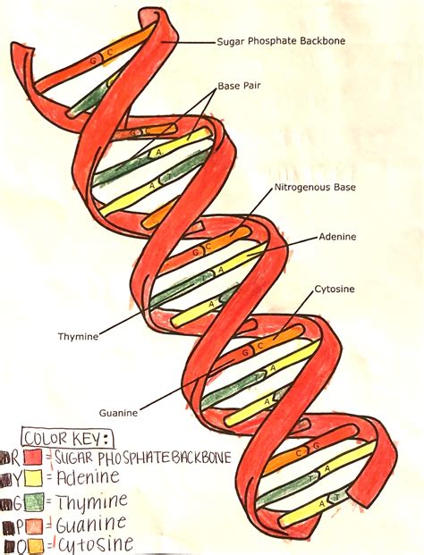 Dna Double Helix Model Labeled