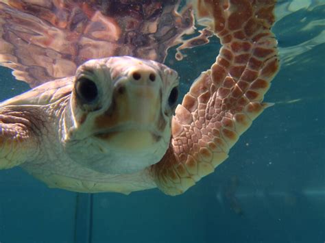 Sea Turtle Migration – The Turtle Hospital. Rescue, Rehab, Release.