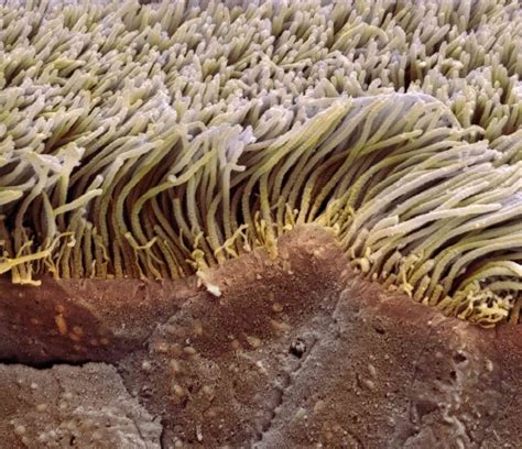 The Function and Cell Types of Epithelial Tissue