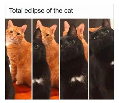 Top 10 Best Cat Memes You’ll See Today