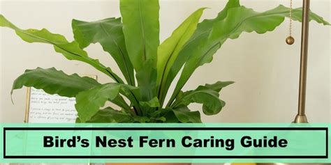 Bird’s Nest Fern Care Guide - Learn All Things Birds Nest Fern - Plants ...