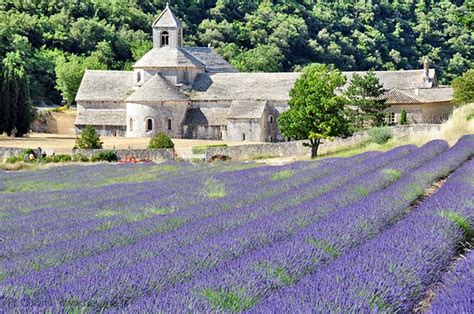 Lavender Fields of Provence, Provencal themes and traditions, by ...