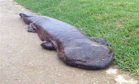 Japanese giant salamander - Alchetron, the free social encyclopedia