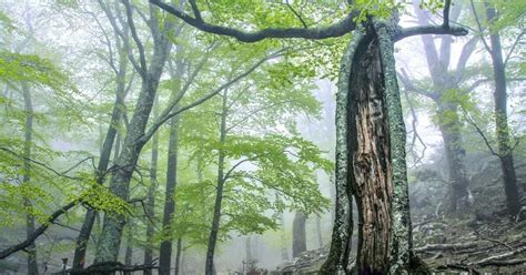 Ancient and Primeval Beech Forests of the Carpathians and Other Regions ...