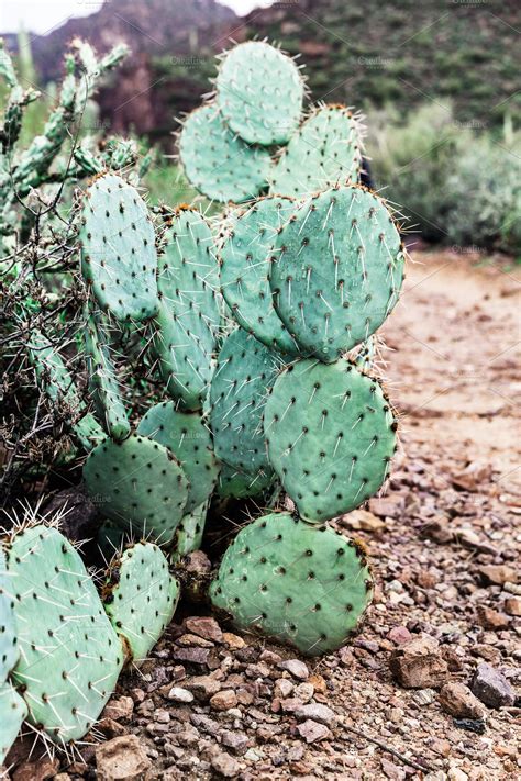 Prickly Pear Cactus In Arizona | Nature Stock Photos ~ Creative Market