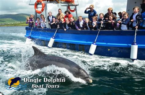 Dingle Dolphin Boat Tours - days out in Kerry with Fungie the dolphin