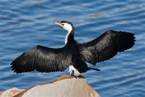 Skelligs Birds - Skellig Michael Cruises