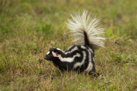 The Basics of Caring for Pet Skunks | Skunk pet, Pets, Skunk