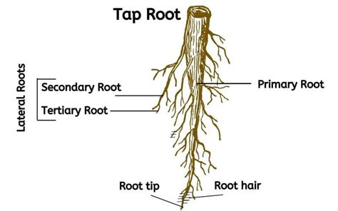 Types Of Tap Roots