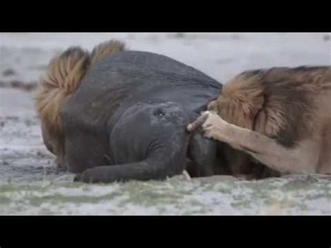 Male Lion kills elephant - YouTube