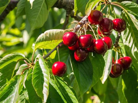 Caring For Stella Cherry Trees – Learn How To Grow Stella Cherries