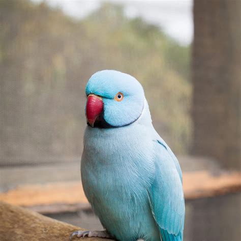 Indian Ringneck Parrot For Sale In India - Captions Profile