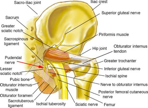 Understanding the Pelvic Floor Muscles and Pelvic Pain - Somatic ...