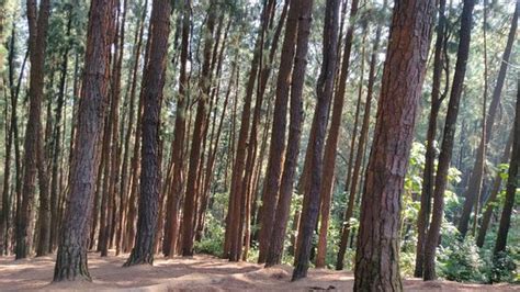 Vagamon Pine Forest - 2020 What to Know Before You Go (with Photos ...