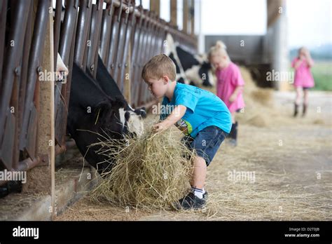 Children feeding dairy cows hay in the barn Stock Photo: 53387779 - Alamy