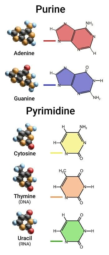 Pyrimidine - The Definitive Guide | Biology Dictionary