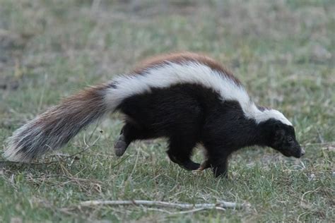 Pin on creature in 2024 | Woodland artwork, Skunk, Animal photo