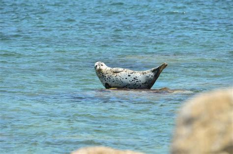 Ringed Seal Facts, Habitat, Diet, Life Cycle, Baby, Pictures