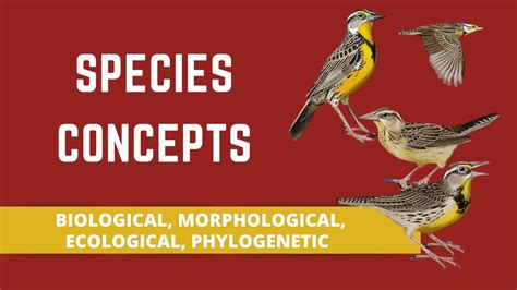 Morphological Species Concept Example Of