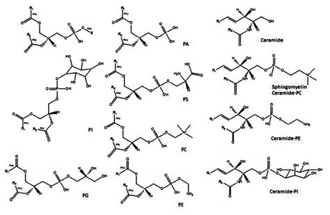 Chemical structure of different species of phospholipids and ...