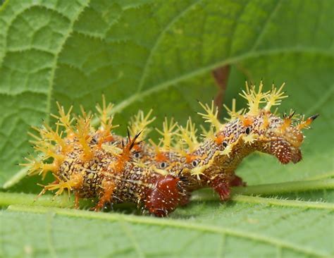 spiky caterpillar-001 | Flickr - Photo Sharing!