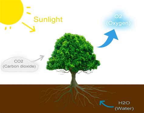 How Photosynthesis works in plants (+ an explanatory Video animation ...