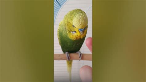 Angry Budgie Bird - YouTube