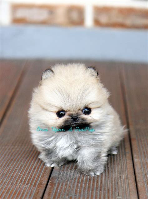 Teacup Pomeranian For Sale Vic - Pets Lovers