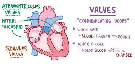 Normal heart sounds: Video, Anatomy & Definition | Osmosis