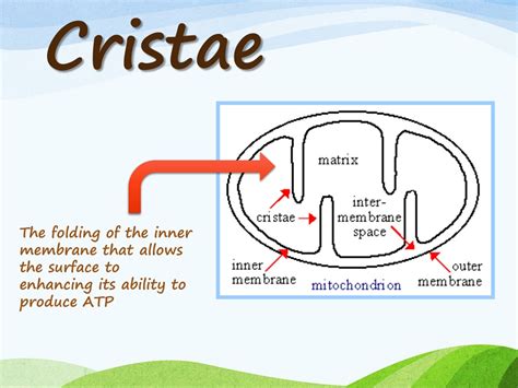 PPT - MITOCHONDRION PowerPoint Presentation, free download - ID:926025