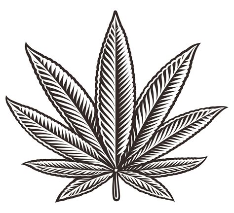 Vector illustration of a cannabis leaf 560617 Vector Art at Vecteezy