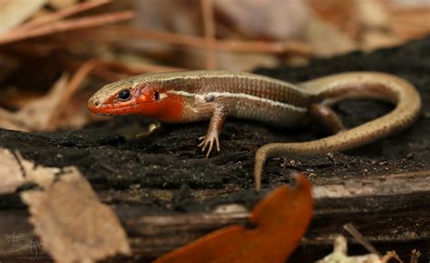 Reptiles of East Texas Longleaf Pine Forests - Texas Longleaf Team