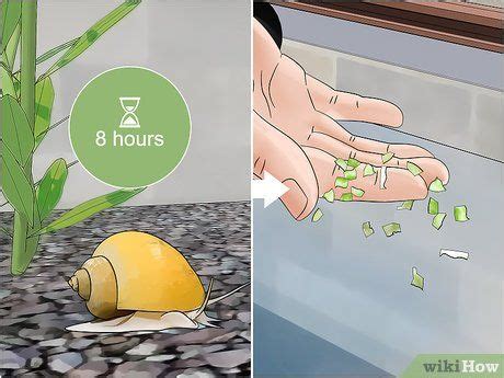 98 Best of How To Care For Snails Wikihow - insectza