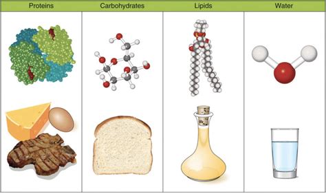 Examples Of Proteins