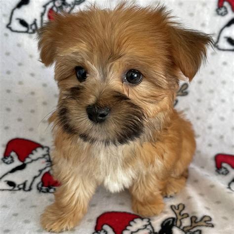 Morkie Puppy for Sale - Heavenly Puppies