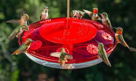 11 Tricks For Keeping Ants Out Of Hummingbird Feeders - Homemaking.com ...