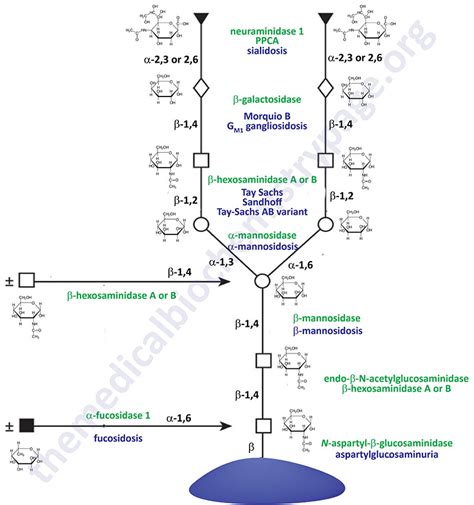 Glycoproteins: Synthesis and Clinical Consequences - The Medical ...