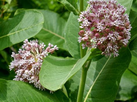 Common Milkweed | College of Agriculture, Forestry and Life Sciences ...