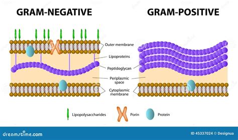 Gram-positive And Gram-negative Bacteria Stock Vector - Image: 45337024