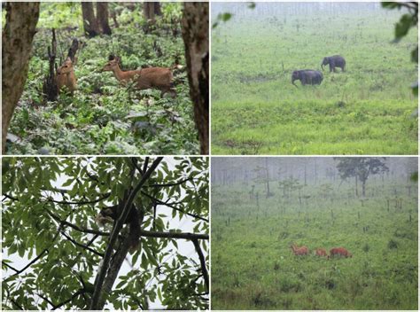 Manas National Park Assam- UNESCO World Heritage Site - Fernwehrahee