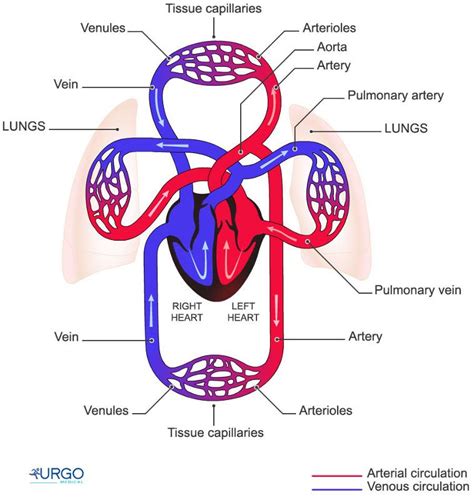 Cardiovascular System