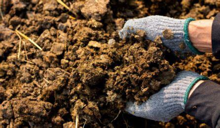 Manure: Definition, types, uses, benefits and more