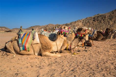 Camels on the African Desert Stock Photo - Image of dune, african ...