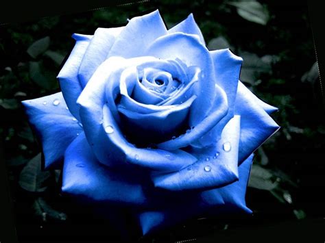 HD Wallpapers: Blue Roses Pictures