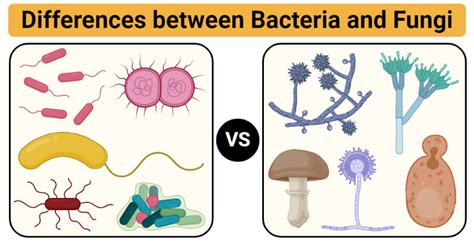 Basic Microbiology Notes | Microbe Notes