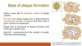 Isolation of Bacteriophage | PPT